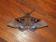 Ischyja manlia