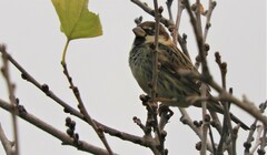 Passer hispaniolensis hispaniolensis
