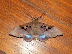 Ischyja manlia