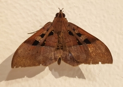 Ischyja manlia