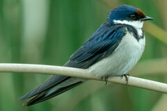 Hirundo albigularis