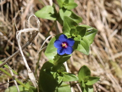 Lysimachia arvensis caerulea