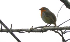 Erithacus rubecula rubecula