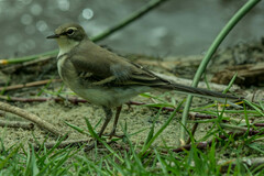Motacilla capensis