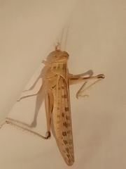 Schistocerca gregaria flaviventris