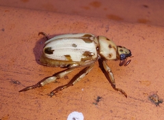 Pelidnota gracilis