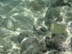 Chaetodon citrinellus