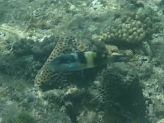 Thalassoma jansenii