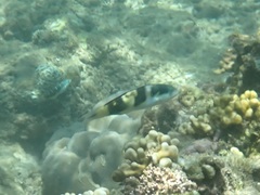 Thalassoma jansenii