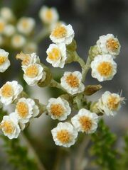 Helichrysum teretifolium