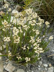 Helichrysum teretifolium