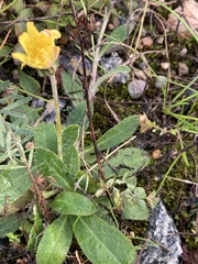 Pilosella officinarum