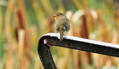 Erithacus rubecula rubecula