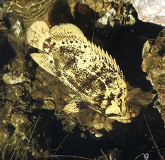 Lobotes surinamensis