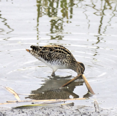 Gallinago nigripennis