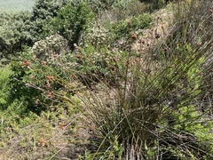 Hellmuthia membranacea