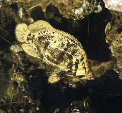 Lobotes surinamensis