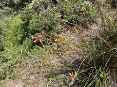 Hellmuthia membranacea