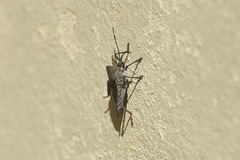 Pachylis argentinus