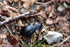 Carabus glabratus