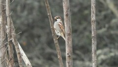 Passer hispaniolensis hispaniolensis