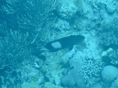 Gracila albomarginata