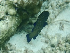 Cephalopholis argus