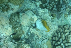 Chaetodon auriga