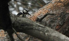 Dendrocopos major hispanus