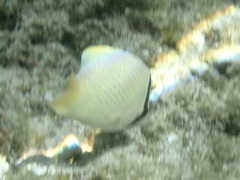 Chaetodon citrinellus