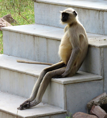 Semnopithecus entellus