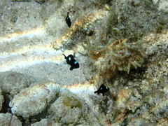 Dascyllus trimaculatus