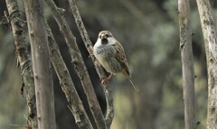 Passer hispaniolensis hispaniolensis