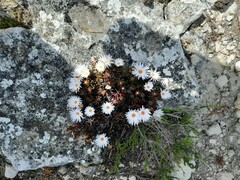 Lampranthus ceriseus