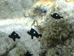 Dascyllus trimaculatus