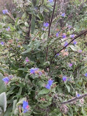 Echium vulgare