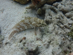 Epinephelus quoyanus