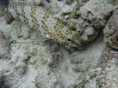 Epinephelus quoyanus