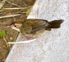 Pellorneum ruficeps
