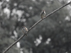 Passer hispaniolensis hispaniolensis