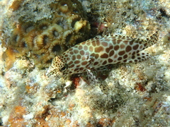 Epinephelus quoyanus