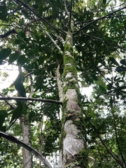 Licaria