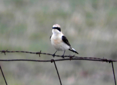 Oenanthe melanoleuca