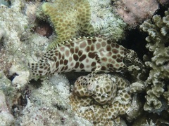 Epinephelus quoyanus