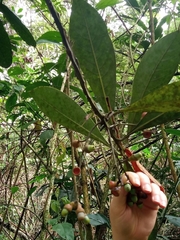 Licaria