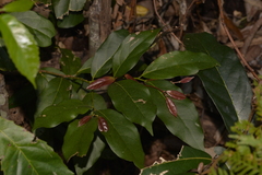 Endiandra muelleri