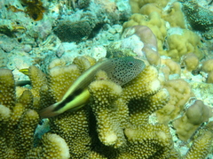Paracirrhites forsteri
