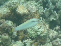 Halichoeres scapularis