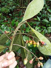 Licaria