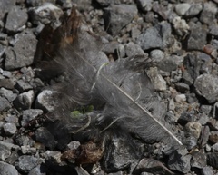 Phasianus colchicus